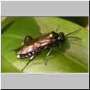 Macrophya punctumalbum - Blattwespe 04 9mm Deister.jpg